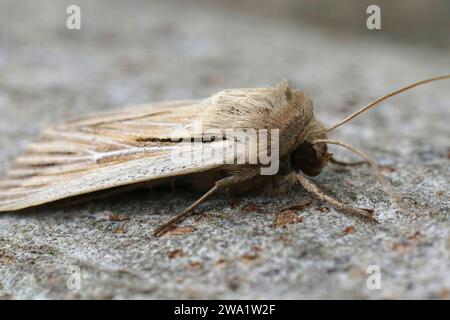 Detaillierte Nahaufnahme einer frisch entstandenen, schultergestreiften Käfermotte, Leucania Komma auf einem Holzstück im Garten Stockfoto