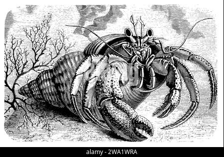 Einsiedlerkrebse in der Schale des Wellhorns (Buccinum undatum), pagurus bernhardus, (Enzyklopädie, 1898), Einsiedlerkrebs in der Schale des Wellhorns (Buccinum undatum), Pagure commun dans la coquille du bulot (Buccinum undatum) Stockfoto