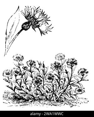 Mehrjährige Kornblume, Centaurea montana, (, 1911), Berg-Flockenblume, Barbeau des montagnes Stockfoto