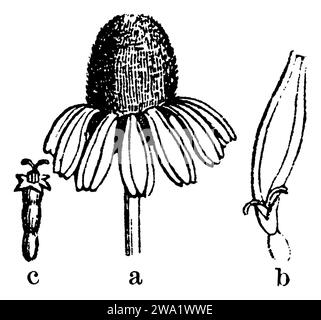 Kamille, a der Blumenkopf strahlt (strahlenblütig), b Eine strahlende oder linguläre Blüte vom Strahl oder Rand des Blumenkopfes, c Eine röhrenförmige Blüte aus der Mitte oder Scheibe des Blumenkopfes., Matricaria recutita Syn. Chamaemelum chamomilla Matricaria chamomilla, (Botanikbuch, 1886), Kamille, A der Blütenkopf strahlend (Strahlenblüter), b eine strahlende oder zungenförmige Blüte aus dem Strahle oder Rande des Blütenkopfes, c eine röhrige Blüte aus der Mitte oder der Scheibe des Blütenkopfes, Camomille sauvage, Matricaire camomille, Petite Camomillea le capitule rayonnant (Radionant), b une Fleurray Stockfoto
