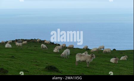 Schafherde, die auf einem Berg am Meer weiden und ruhen Stockfoto