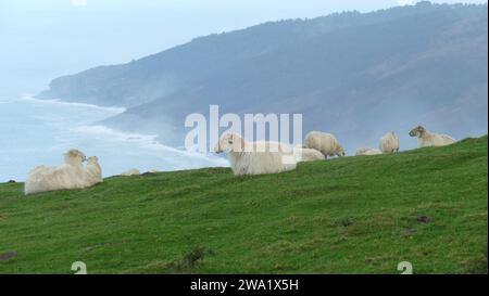 Schafherde, die auf einem Berg am Meer weiden und ruhen Stockfoto