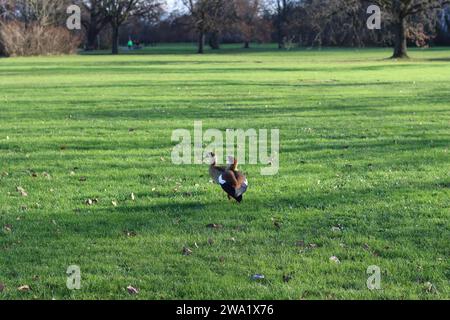 Ägyptische Gänse, die auf einer Wiese am Main in Frankfurt spazieren Stockfoto