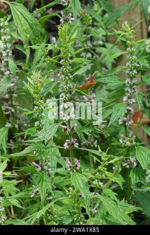 Natürliche vertikale Nahaufnahme eines blühenden Mutterkrauts, Leonurus cardiaca im Garten Stockfoto