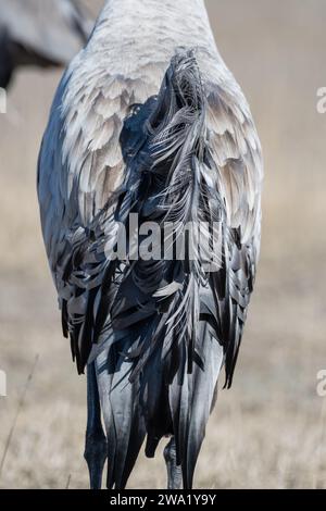 Rückenfedern, gemeiner Kran, Grus grus, Gallocanta Lagune, Aragon, Spanien Stockfoto