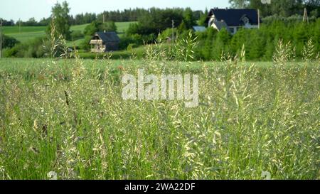 An einem sonnigen Sommertag ist die feine Textur der Grashalme aus nächster Nähe zu sehen, mit einem ländlichen Bauernhof im unscharfen Hintergrund inmitten des Ackerlandes. Stockfoto