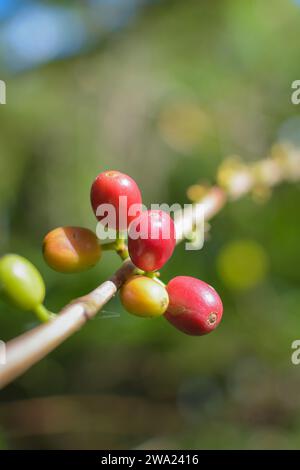 Detail von Kaffeebeeren auf einem Baum mit Bokeh Hintergrund, keine Leute. Stockfoto