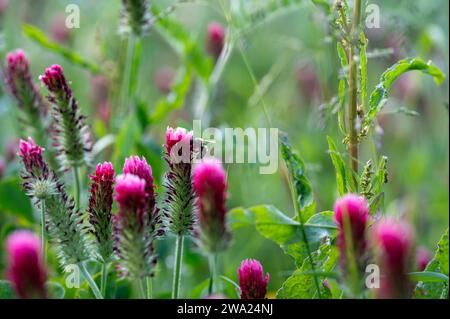 Biene auf einer rosa Blüte in grüner Natur Stockfoto