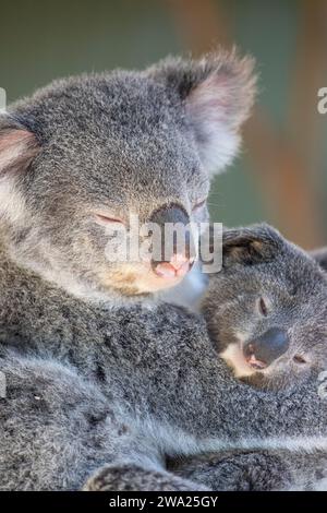 Ein verschlafener Koala, der sich in den Baumkronen erholt. Sydney, Australien. Stockfoto