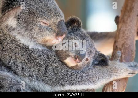 Ein verschlafener Koala, der sich in den Baumkronen erholt. Sydney, Australien. Stockfoto