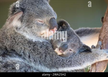 Ein verschlafener Koala, der sich in den Baumkronen erholt. Sydney, Australien. Stockfoto