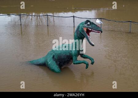 Stourport-on-Severn, Worcestershire, 1. Januar 2024 - Eine freche Möwe ruht auf der Nase des Dinosauriers Dennis. - Der Wasserstand stieg am Montag durch Stourport-on-Severn an, als Sturm Henk schwere Hochwasserwarnungen in Großbritannien brachte. Ein Modell eines Dinosauriers auf einem Minigolfplatz, von Einheimischen, die es als Höhenmessgerät verwenden, Dennis genannt, ist jetzt „Kniehöhe“ Geoffrey die Giraffe ist ebenfalls „Schulterhöhe“ in der Nähe. Ein Modell Zebra und Tiger konnte auch teilweise unter Wasser gesehen werden. Das Treasure Island Fair Ground ist heute mehr Insel wie früher. Quelle: Stop Press Media/Alamy Live News Stockfoto