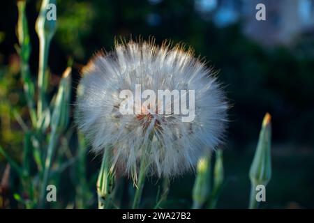 Tragopogon porrifolius, auch Ziegenbart oder Schwarzwurzsamen genannt, Aschenen und Knospen, die im Sonnenlicht auf der Wiese wachsen Stockfoto