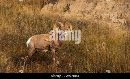 Dickhornschafe im Badlands-Nationalpark, South Dakota, USA. Stockfoto