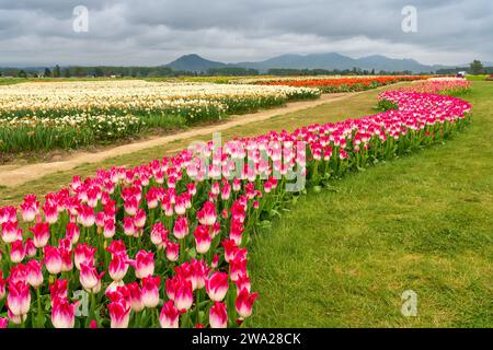 Die Tulpengärten der RoozenGaarde im Skagit Valley, Washington, USA. Stockfoto