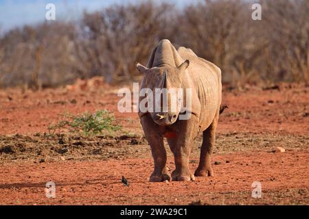 Rhino in Tsavo East, Tsavo West und Amboseli National Park in Kenia Stockfoto