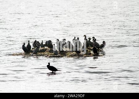 Kormoranschwärme, die auf einer kleinen Insel im Fluss Douro bei Flut, nördlich von Portugal, ruht. Stockfoto