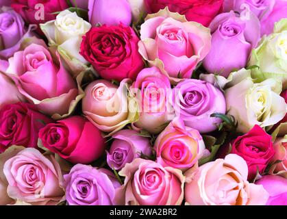 Hintergrund von vielen schönen, mehrfarbigen Rosen. Stockfoto
