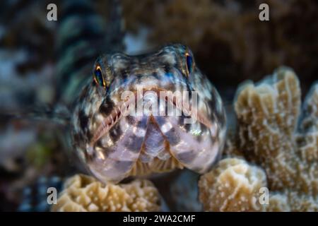 Ein Eidechsenfisch, Synodus sp., wartet auf Beute, die nahe an einem Korallenriff in Raja Ampat, Indonesien, schwimmen. In dieser Region gibt es eine epische biologische Vielfalt. Stockfoto