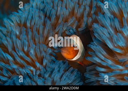 Ein falscher Clownfisch, Amphiprion ocellaris, kuschelt sich in die Tentakel seiner farbenfrohen Wirtsanemone an einem flachen Riff in Raja Ampat, Indonesien. Stockfoto