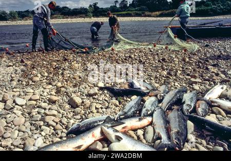 Lachsnetze River Spey Schottland während der 1990er Jahre Fische auf den Steinen Männer arrangieren das Netz Stockfoto