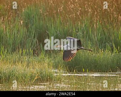 Graureiher (Ardea cinerea) im Flug über das Schilf, landet im Angelbecken im RSPB Leighton Moss Naturschutzgebiet Lancashire, England, Großbritannien Stockfoto