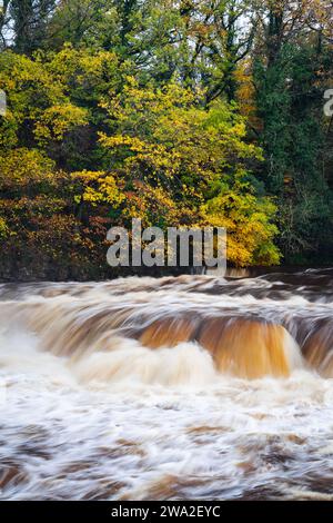 Richmond Falls in SPATE - High Water at Richmond Waterfalls im Herbst - Yorkshire, Großbritannien Stockfoto