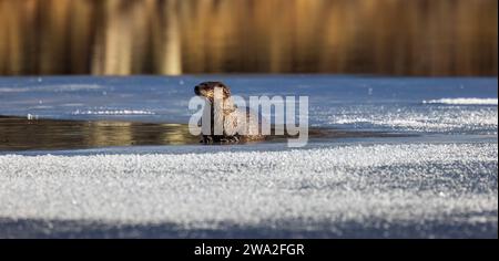 Flussotter am Blaisdell Lake im Norden von Wisconsin. Stockfoto