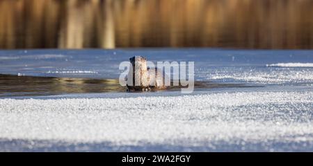 Flussotter am Blaisdell Lake im Norden von Wisconsin. Stockfoto