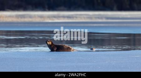 Flussotter am Blaisdell Lake im Norden von Wisconsin. Stockfoto