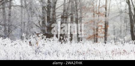 WeissschwanzRehe, die zwischen den frostigen Stielen der Goldrute im Norden von Wisconsin hinausschaut. Stockfoto