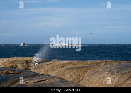 Blowhole in den Granitfelsen am Bicheno Beach, Tasmanien, Australien. Wasserstrahlen, die aus dem Loch kommen, sind kraftvoll, das Wasser nimmt neue Formen an Stockfoto