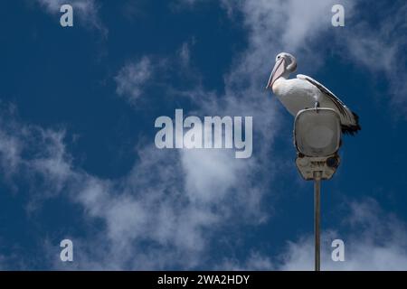 Der australische Pelikan (Pelecanus conspicillatus) steht auf dem Leuchtkasten einer Straßenlaterne. Blauer bewölkter Himmel mit Sonne. Kopierbereich Stockfoto