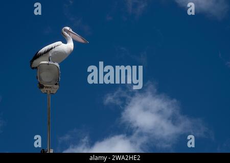 Der australische Pelikan (Pelecanus conspicillatus) steht auf dem Leuchtkasten einer Straßenlaterne. Blauer bewölkter Himmel mit Sonne. Kopierbereich Stockfoto
