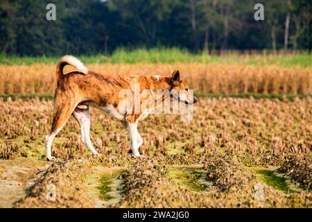 Bezaubernder waliser springer Spaniel Hund am Nachmittag, Hund läuft in natürlicher Umgebung. Stockfoto