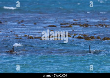 Killerwal (Orcinus Orca) auf der Jagd nach Seehunden vor der Küste der Sea Lion Island auf den Falklandinseln. Stockfoto