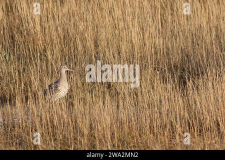 Curlew getarnt in den Salzwiesen Stockfoto