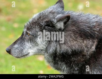 Ein Porträt eines kanadischen Timber-Wolfs Stockfoto