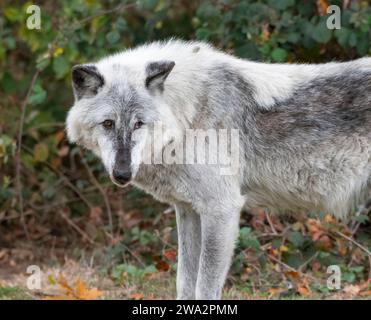Ein Porträt eines kanadischen Timber-Wolfs Stockfoto