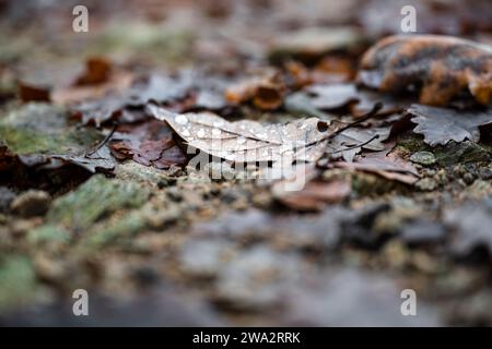 Herbsteichenblatt mit Tautropfen auf dem Waldboden im Schwarzwald Stockfoto