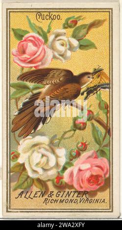 Kuckuck, aus der Birds of America-Serie (N4) für Allen & Ginter Cigarettes Brands 1963 von Allen & Ginter Stockfoto