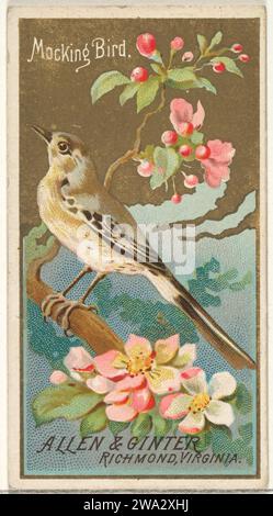 Mockingbird, aus der Birds of America-Serie (N4) für Allen & Ginter Cigarettes Brands 1963 von Allen & Ginter Stockfoto