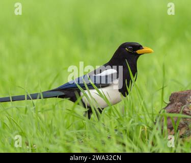 Gelbschnabel Magpie (Pica nuttalli) Sacramento County Kalifornien USA Stockfoto