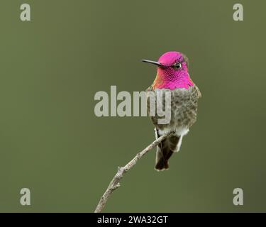 Männlicher Anna's Hummingbird (Calypso anna) mit Gorget, Sacramento County Kalifornien USA Stockfoto