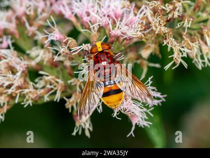 Hornet Hoverfly aus nächster Nähe auf Valerian Blumenkopf Stockfoto