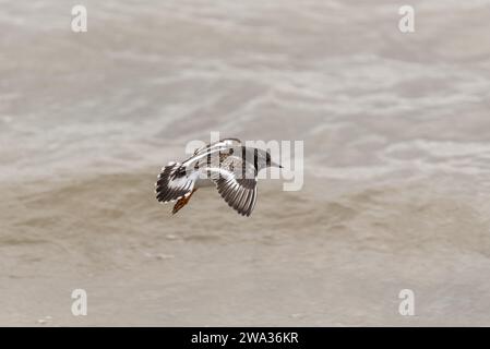 Flying Ruddy Turnstone (Arenaria Interpres) in Leigh on Sea, Essex Stockfoto