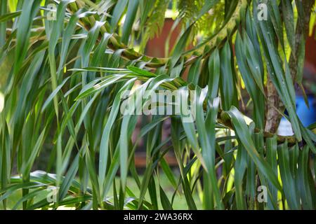 Grammatophyllum speciosum (auch Riesenorchidee, Tigerorchidee, Zuckerrohrorchidee, Königin der Orchideen, anggrek tebu genannt) auf dem Baum. Stockfoto