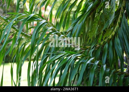 Grammatophyllum speciosum (auch Riesenorchidee, Tigerorchidee, Zuckerrohrorchidee, Königin der Orchideen, anggrek tebu genannt) auf dem Baum. Stockfoto