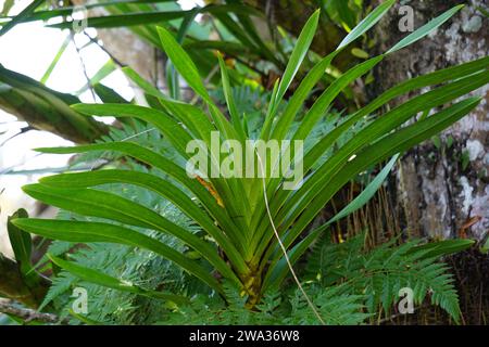 Grammatophyllum speciosum (auch Riesenorchidee, Tigerorchidee, Zuckerrohrorchidee, Königin der Orchideen, anggrek tebu genannt) auf dem Baum. Stockfoto