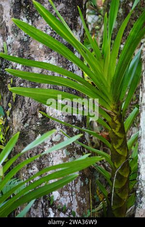 Grammatophyllum speciosum (auch Riesenorchidee, Tigerorchidee, Zuckerrohrorchidee, Königin der Orchideen, anggrek tebu genannt) auf dem Baum. Stockfoto